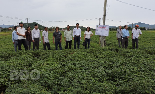 Hội thảo đầu bờ về giống đậu phụng L14 tại thôn Chánh Danh, xã Cát Tài, huyện Phù Cát.