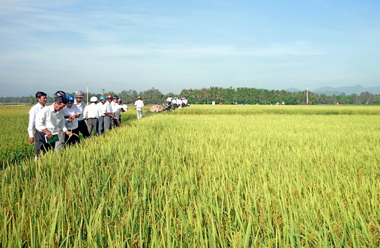 Nông dân tham quan CĐL ở xã Cát Hanh, Phù Cát. Ảnh: HOÀI TRUNG