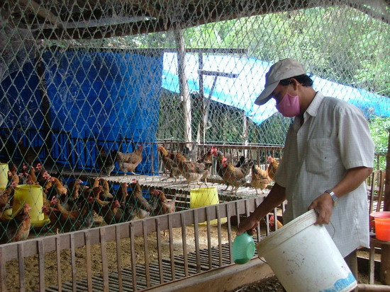 Nhờ chăn nuôi theo phương pháp ATSH, ông Nguyễn Văn Nam, ở xã Nhơn Thọ - An Nhơn, có thu nhập cao.  - Trong ảnh: Ông Nam chăm sóc đàn gà giống. Ảnh: P.T.S