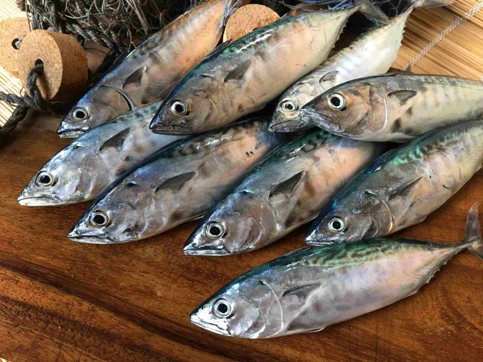  Cá ngừ albacore Nhật Bản giá rẻ tràn ngập Bangkok