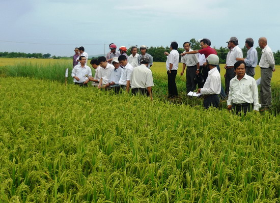 Tham quan mô hình sản xuất giống lúa mới tại xã Cát Nhơn (Phù Cát)