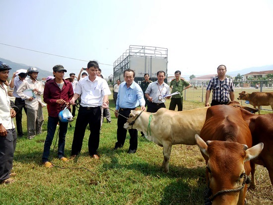 Viettel Bình Định tặng bò cho hộ nghèo ở An Lão, Vĩnh Thạnh
