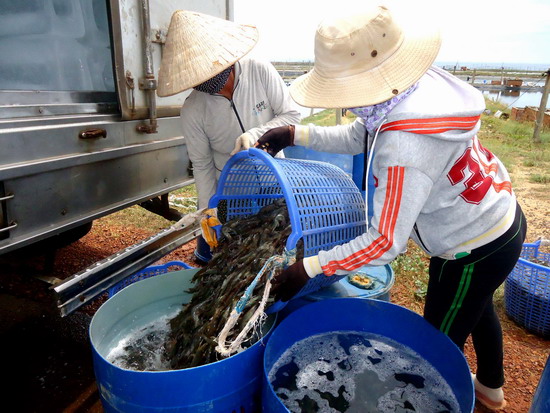 Thu hoạch tôm nuôi trên cát ở Phù Mỹ.