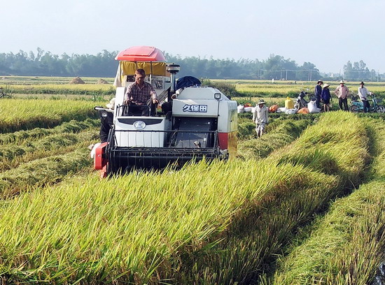 Nông dân xã Phước Quang thu hoạch lúa vụ Thu 2014. Ảnh: Xuân Thức