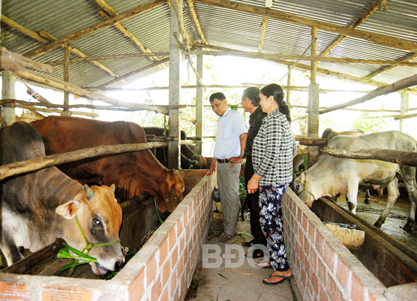 Trạm Khuyến nông huyện Tuy Phước hướng dẫn quy trình chăn nuôi bò thịt cho nông dân xã Phước An.  Ảnh: N. NHUẬN