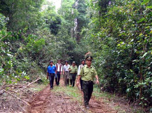 An Lão: Phá rừng, lấn chiếm đất lâm nghiệp gia tăng