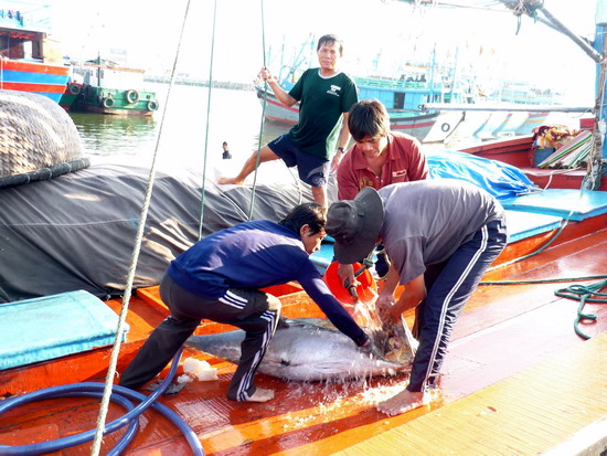 Thực hiện Nghị định 67/NĐ-CP của Chính phủ: Giúp ngư dân phát triển nghề cá xa bờ