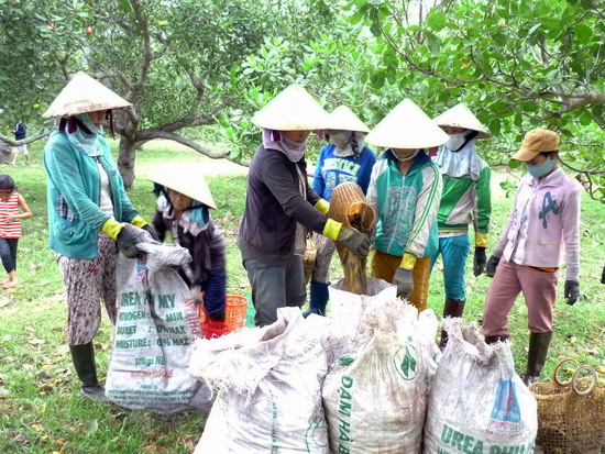 Nông dân xã Cát Hiệp (Phù Cát) thu hoạch điều