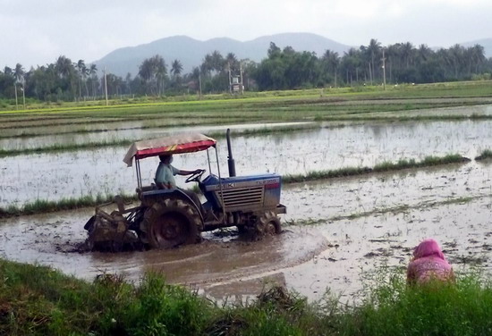 Nông dân Hoài Nhơn đang làm đất chuẩn bị sản xuất vụ ĐX 2015-2016.