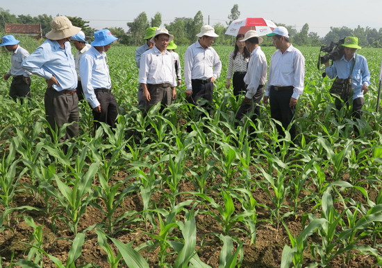 Nông dân thị xã An Nhơn chuyển đổi diện tích đất sản xuất lúa kém hiệu quả sang trồng bắp