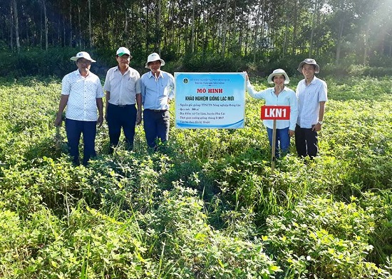 Trung tâm Khuyến nông kiểm tra mô hình khảo nghiệm giống đậu phụng mới.