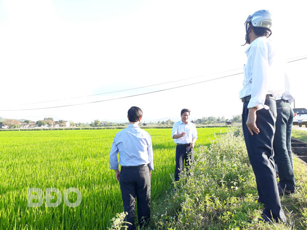 Năm 2018, Tây Sơn đã triển khai 14 cánh đồng mẫu lớn, chuyển 176,4 ha đất lúa kém hiệu quả sang một số cây trồng khác.