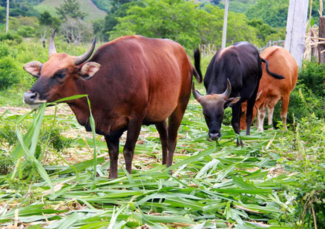 Chăn nuôi gia súc ở An Lão