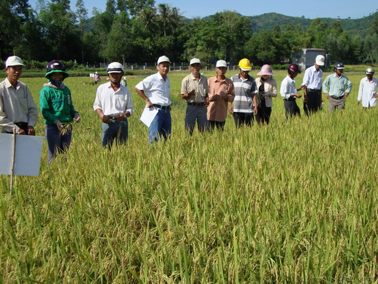 Toàn tỉnh sản xuất 4.414 ha lúa lai, giảm 1.700 ha