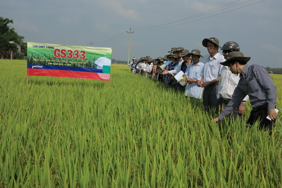 Trung tâm KNKN tỉnh tổ chức cho nông dân tham quan mô hình sản xuất lúa thuần chất lượng cao tại xã Nhơn Hạnh (thị xã An Nhơn).