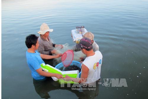 Người dân xã Phương Hải, huyện Ninh Hải (Ninh Thuận) thu hoạch tôm sú được nuôi ghép theo mô hình“Nuôi tôm sú kết hợp với hải sâm và rong nho theo tiêu chuẩn VietGAP và chuỗi giá trị”. Ảnh: Công Thử/TTXVN