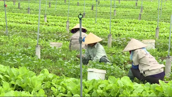 Bộ Nông nghiệp và PTNT ban hành Quy định hoạt động đặc thù của  Hợp tác xã nông nghiệp