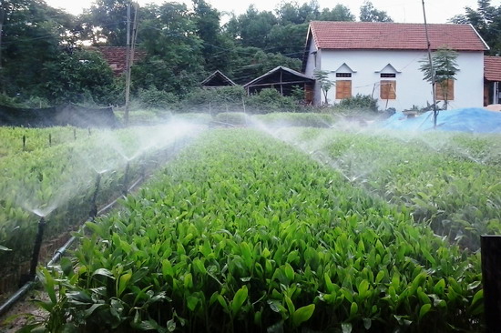 Một vườn ươm giống cây lâm nghiệp ở Vân Canh (của Công ty TNHH Lâm nghiệp Hà Thanh). Ảnh: NGUYỄN HÂN