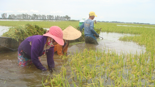 Toàn tỉnh có 1.500 ha lúa bị ngập nước