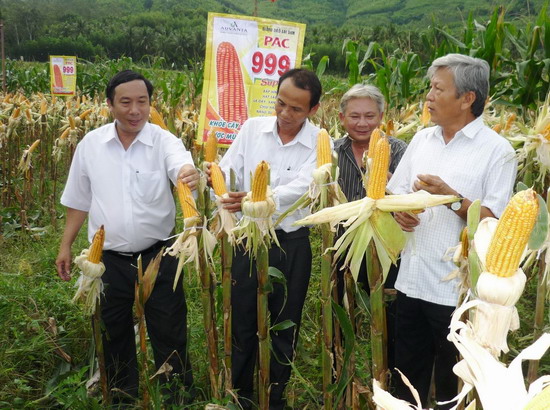 Trong ảnh: Tham quan mô hình sản xuất bắp lai giống mới tại xã Ân Phong (Hoài Ân).