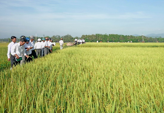 Tham quan CĐML sản xuất lúa ở xã Cát Hanh. Ảnh: THẾ HÀ