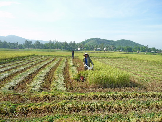 Nông dân Cát Hanh thu hoạch lúa vụ Hè.