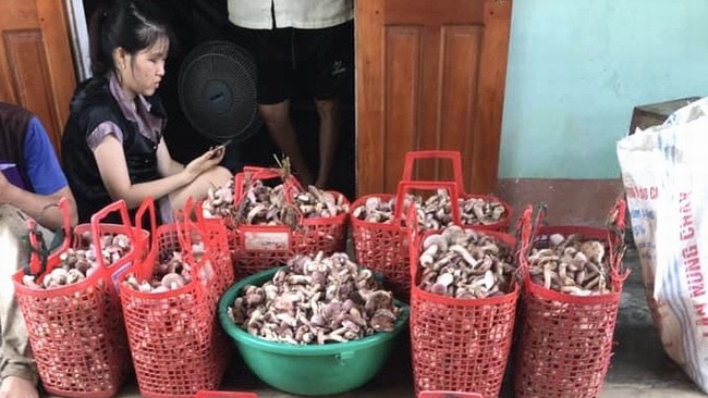 Nấm keo là một loại nấm đặc sản của khu rừng miền Trung Việt Nam, có hương vị độc đáo và giàu dinh dưỡng. Xem hình ảnh để tìm hiểu thêm về loại nấm này và các món ăn ngon từ nấm keo tại Việt Nam.