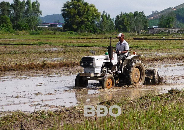 Nông dân Phù Cát làm đất sản xuất vụ Đông Xuân sắp đến. Ảnh: H.TRUNG