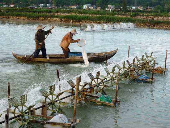 Người nuôi tôm ở xã Hoài Mỹ (huyện Hoài Nhơn) xử lý môi trường nước trước khi thả tôm giống.