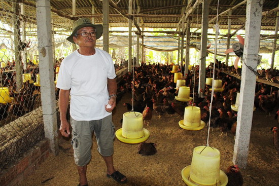 Một trang trại chăn nuôi gà ở thôn Phong Tấn, xã Phước Lộc (Tuy Phước). Ảnh: NGUYỄN HÂN