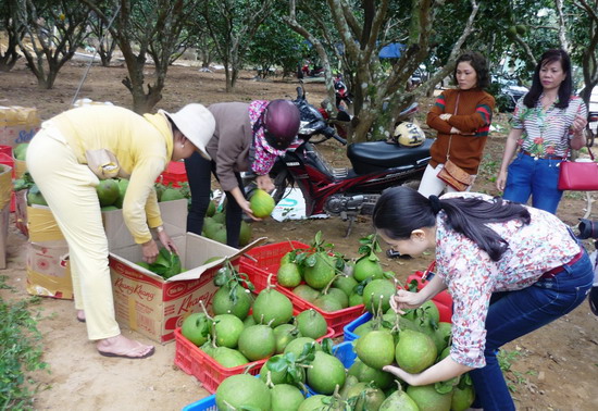 Thương lái thu mua bưởi tại một nhà vườn ở thôn Tân Thịnh, xã Ân Tường Tây (Hoài Ân).