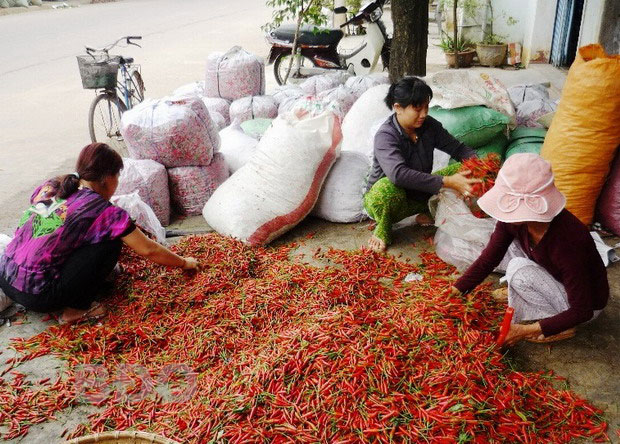 Thu mua ớt tại một đại lý ở phường Bình Định (TX An Nhơn).