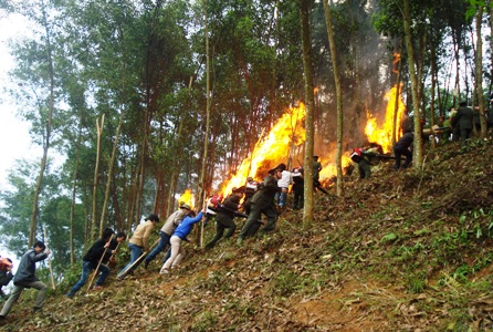 Phòng cháy chữa cháy rừng