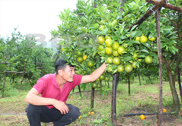Lâm Đồng Người đầu tiên trồng quýt đường trên đất KNai