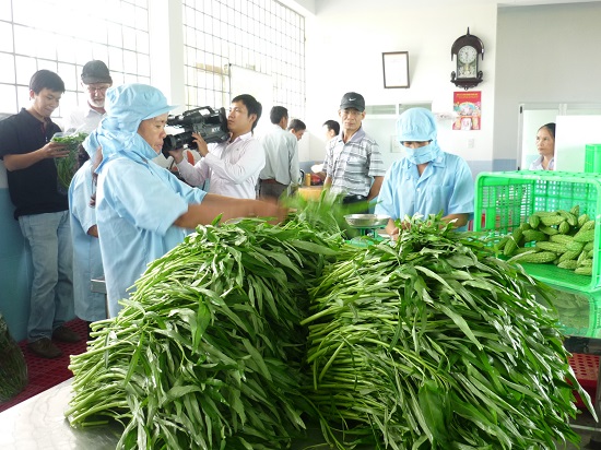 Sơ chế sản phẩm rau an toàn tại HTXNN Phước Hiệp. Ảnh: Tiến Sỹ