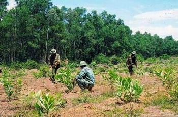 UBND tỉnh phê duyệt kế hoạch thu chi tiền trả dịch vụ môi trường rừng