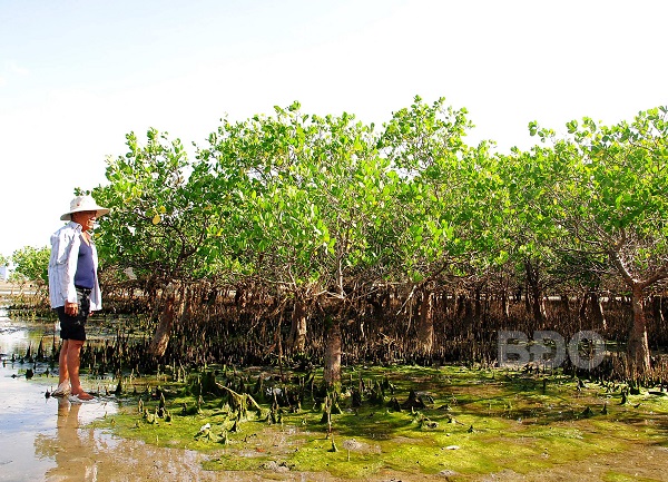 Rừng ngập mặn ở thôn Diêm Vân, xã Phước Thuận (huyện Tuy Phước) được bảo vệ nay đã lên xanh.