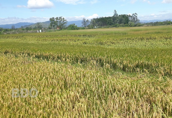 Tây Sơn: Gần 200 ha lúa bị ngã đổ