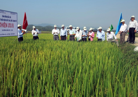 Tham quan cánh đồng sản xuất lúa thuần Thiên ưu 8 tại xã Nhơn Lộc.