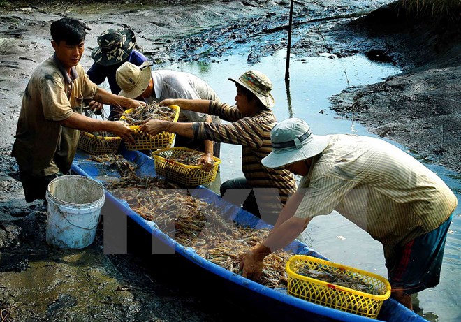 Thu hoạch tôm càng xanh.