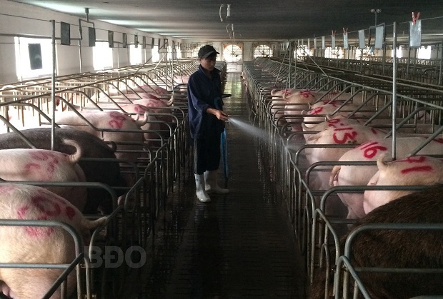 Trang trại chăn nuôi heo giống của bà Trần Thị Tuyết, ở xã Ân Tường Đông, huyện Hoài Ân luôn chăm sóc vật nuôi chu đáo, đảm bảo an toàn dịch bệnh.