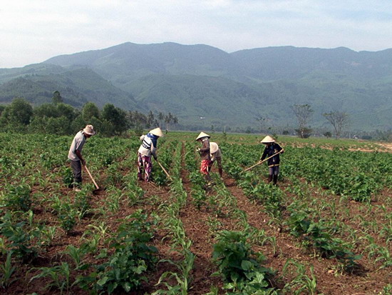 Nông dân Ân Hảo Đông chăm sóc ruộng dâu trồng xen bắp.Ảnh: V.H