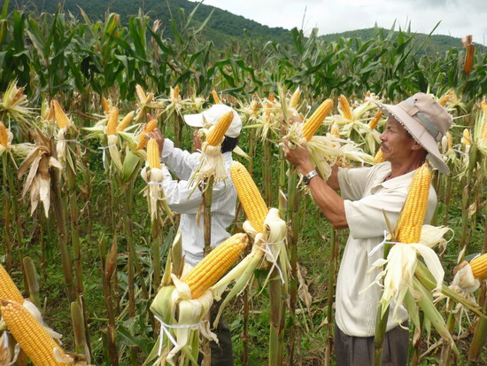 Nông dân huyện Hoài Ân chuyển đổi diện tích lúa không đảm bảo được nước tưới sang trồng bắp lại đạt hiệu quả cao.