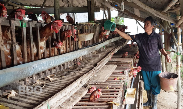 Ông Võ Công Khương, chủ gia trại chăn nuôi gà siêu trứng tại thôn Vinh Thạnh 1, xã Phước Lộc (Tuy Phước) chăm sóc đàn gà.