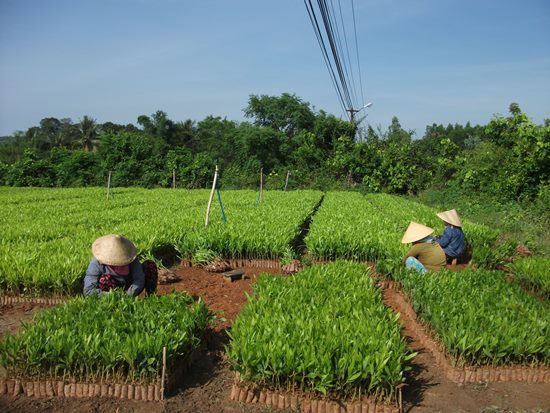 Vườn ươm cây giống lâm nghiệp của Công ty TNHH Lâm nghiệp Hà Thanh. Ảnh: HẠNH PHÚC