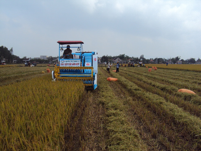 Máy gặt đập liên hợp