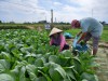 Hộ dân đang thu hoạch giống rau cải ngọt thái tại HTX NN Thuận Nghĩa