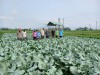 Nông dân thăm quan mô hình trồng thâm canh giống rau mới (súp lơ vàng) tại xã Bình Tường, huyện Tây Sơn