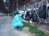 Trang trại bò sữa Vinamilk tại Bình Định (Ảnh: Diễm Phúc)