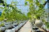 Sản phẩm của vườn Green Organic Farm - HTX Chế tác đá hoa cương Bảo Thắng (huyện Phù Mỹ) sử dụng ứng dụng Cofarm truy xuất nguồn gốc.